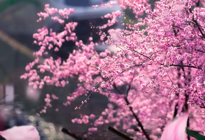 ׯ����Ϸ��(�й���)�ٷ���վ